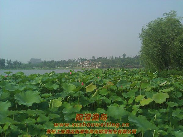 蓮池湖公園圖片三