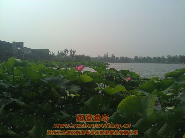 蓮池湖公園圖片四