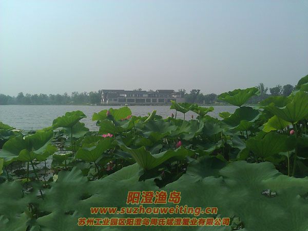 蓮池湖公園圖片五