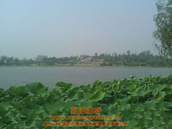 蓮池湖公園圖片六