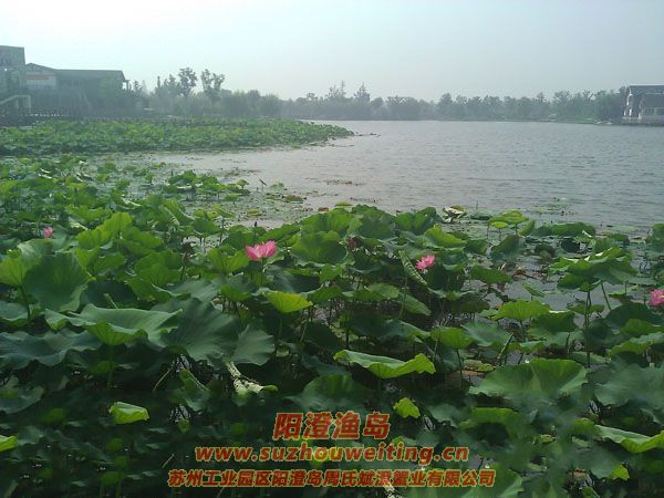 蓮池湖公園圖片八