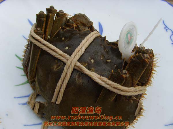 陽(yáng)澄湖大閘蟹保存