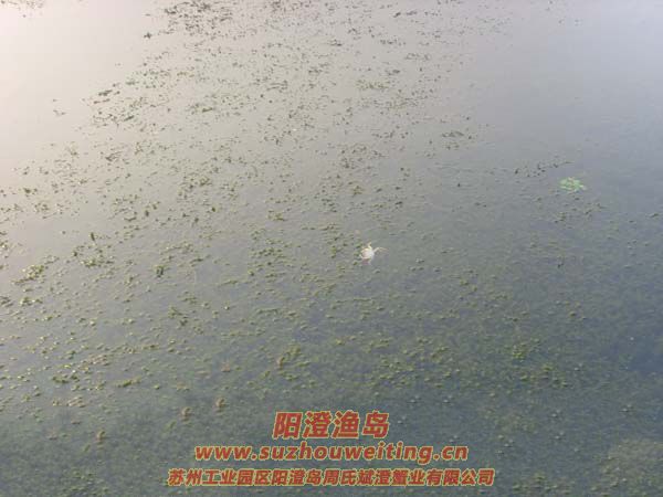 B(yng)ֳïܵˮ݈DƬʮһ