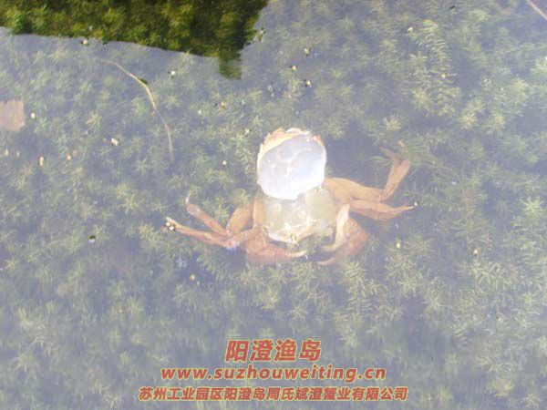 B(yng)ֳïܵˮ݈DƬʮ