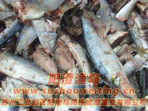 陽(yáng)澄湖大閘蟹飼料