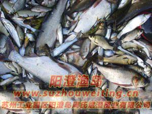 陽(yáng)澄湖大閘蟹飼料