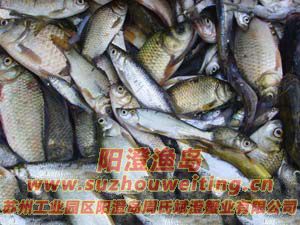 陽(yáng)澄湖大閘蟹飼料