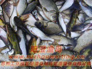 陽(yáng)澄湖大閘蟹飼料