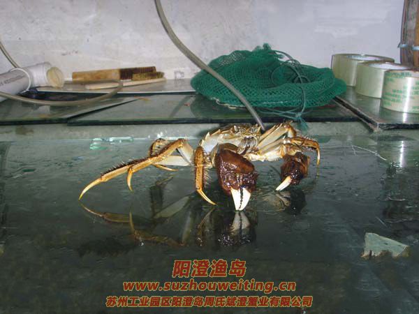 正宗陽澄湖大閘蟹特點(diǎn)之一