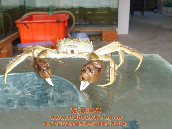 正宗陽澄湖大閘蟹特點(diǎn)之一