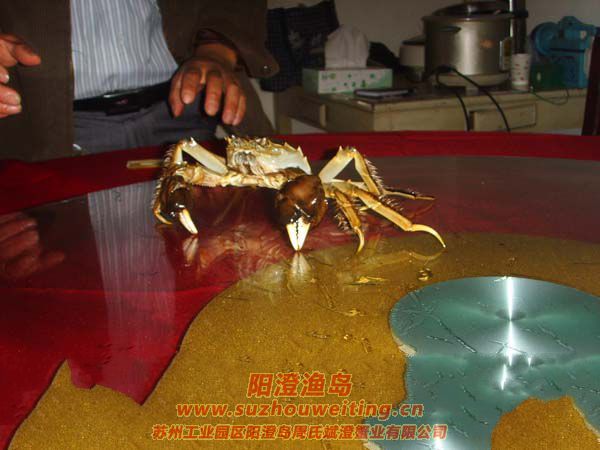 正宗陽澄湖大閘蟹特點(diǎn)之一