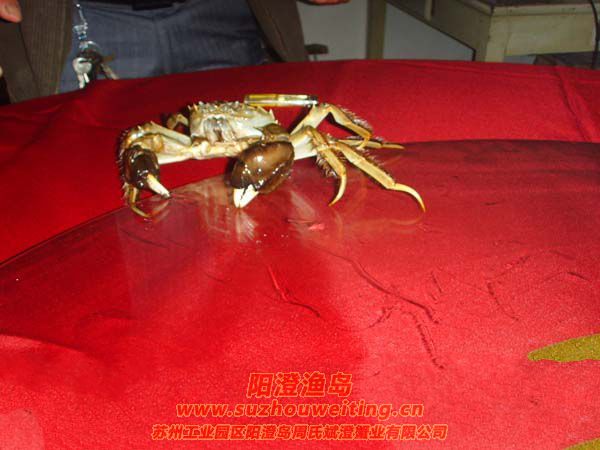 正宗陽澄湖大閘蟹特點(diǎn)之一