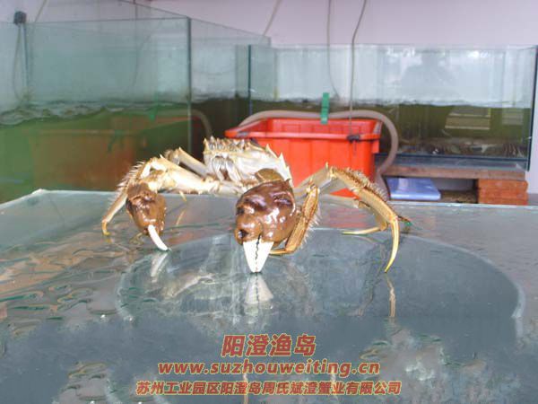 正宗陽澄湖大閘蟹特點(diǎn)之一