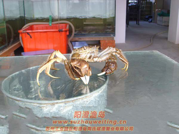 正宗陽澄湖大閘蟹特點(diǎn)之一