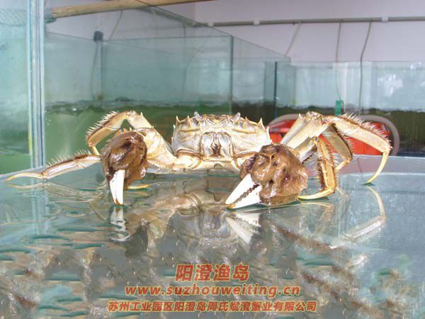 正宗陽澄湖大閘蟹特點(diǎn)之一