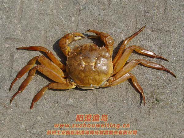 陽澄湖大閘蟹蟹殼