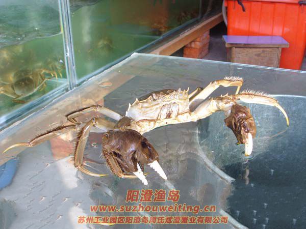 正宗陽澄湖大閘蟹特點(diǎn)之一