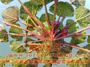 陽(yáng)澄湖的紅菱圖片一