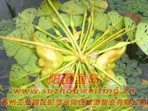 陽(yáng)澄湖的紅菱圖片五