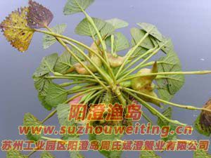 陽(yáng)澄湖的紅菱圖片四