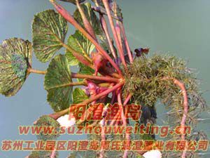 陽(yáng)澄湖的紅菱圖片二