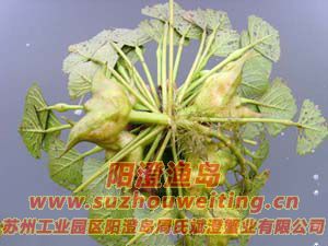 陽(yáng)澄湖的紅菱圖片三