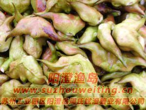 陽(yáng)澄湖的紅菱圖片七