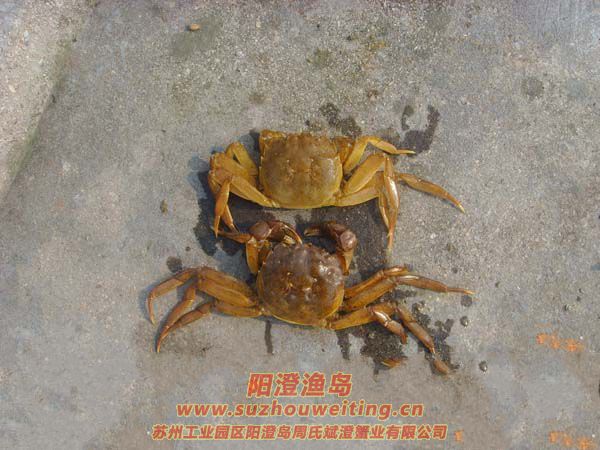 陽澄湖大閘蟹蟹殼