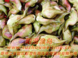 陽(yáng)澄湖的紅菱圖片八