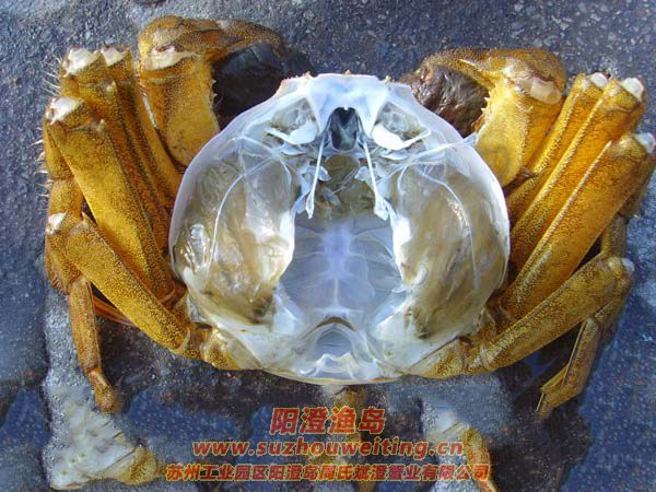 陽澄湖大閘蟹蟹殼