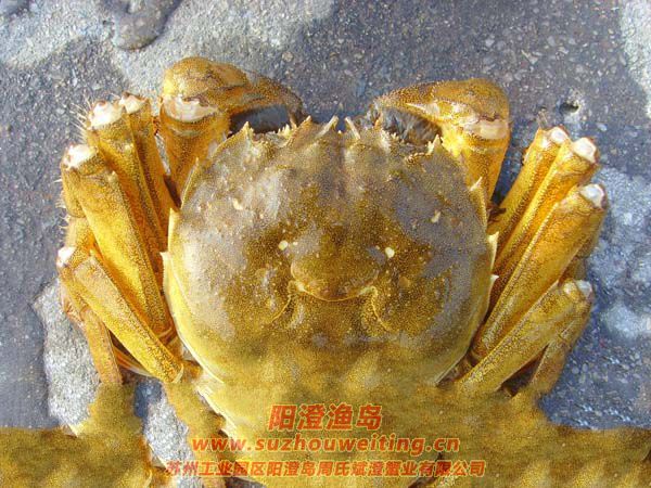 陽澄湖大閘蟹蟹殼