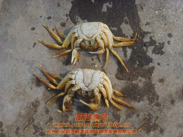 陽澄湖大閘蟹蟹殼