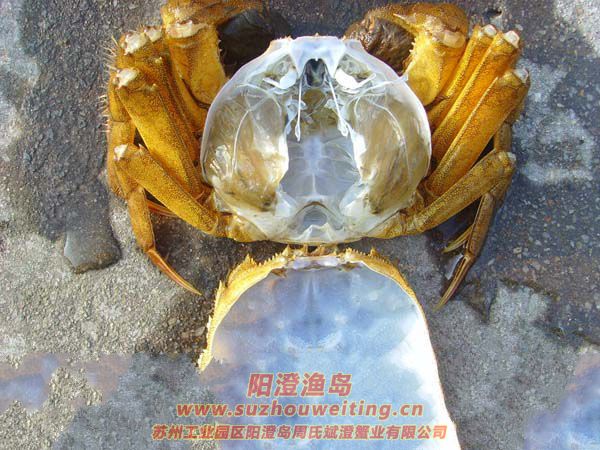 陽澄湖大閘蟹蟹殼