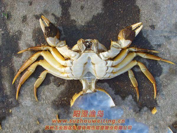陽澄湖大閘蟹蟹殼
