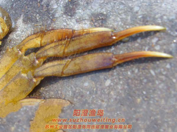 陽澄湖大閘蟹蟹殼