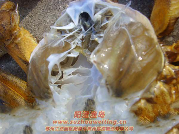 陽澄湖大閘蟹蟹殼
