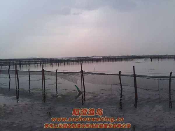 風(fēng)雨陽澄湖圖片一