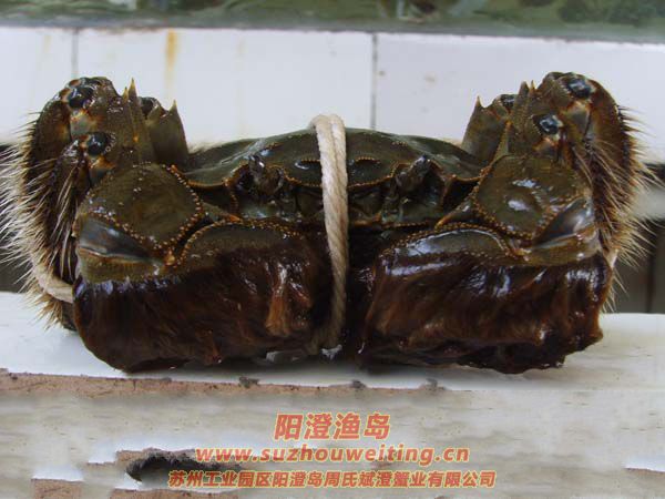 陽(yáng)澄湖大閘蟹
