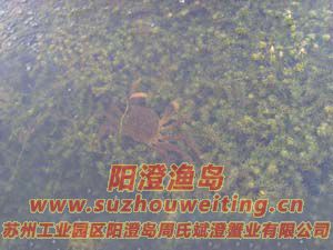 水草上的陽(yáng)澄湖大閘蟹