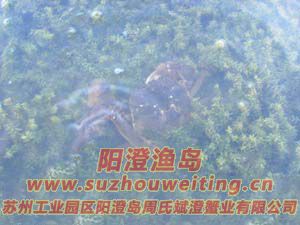 水草上的陽(yáng)澄湖大閘蟹