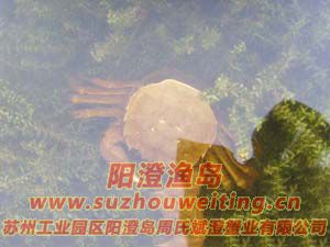 水草上的陽(yáng)澄湖大閘蟹