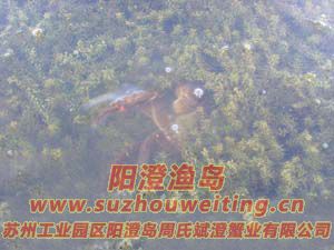 水草上的陽(yáng)澄湖大閘蟹