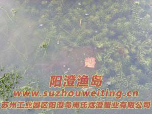 水草上的陽(yáng)澄湖大閘蟹