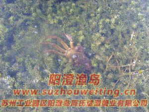 水草上的陽(yáng)澄湖大閘蟹