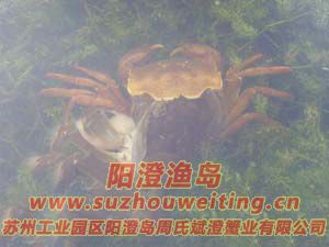 水草上的陽(yáng)澄湖大閘蟹