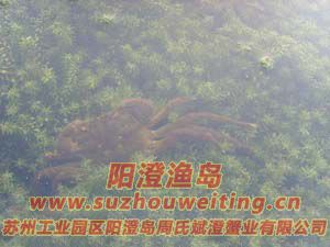 水草上的陽(yáng)澄湖大閘蟹