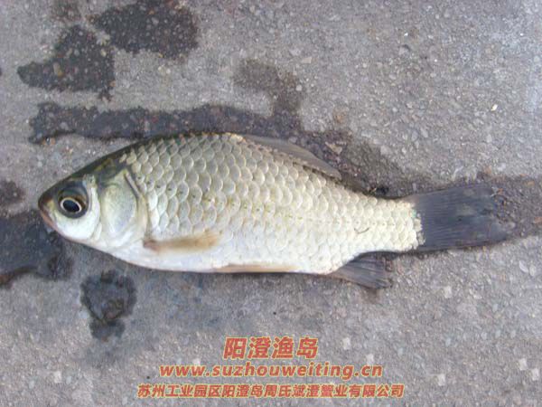 陽澄湖常見的魚