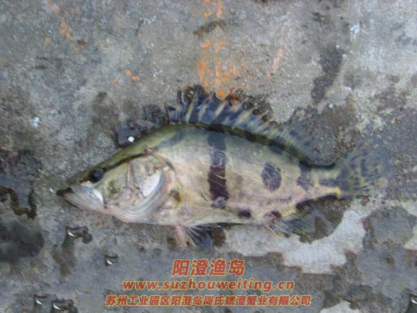 陽澄湖常見的魚