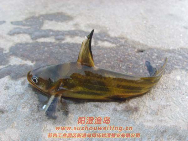 陽澄湖常見的魚