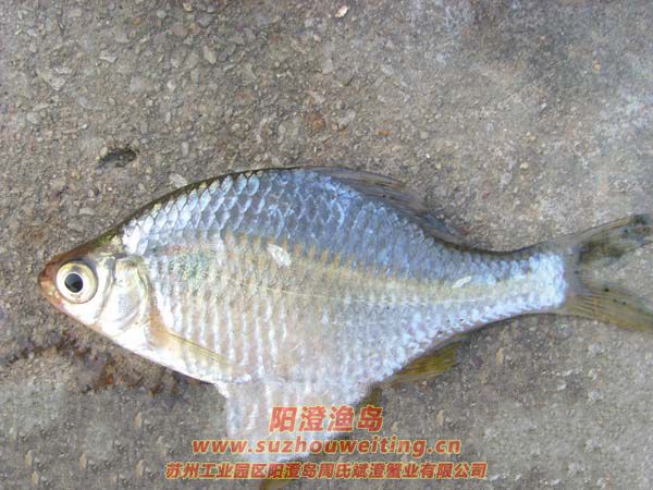 陽澄湖常見的魚